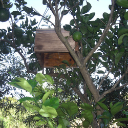 日本ミツバチ巣箱 捕獲飼育箱　重箱式2段巣箱　日本蜜蜂 日本みつばち巣箱　 7枚目の画像