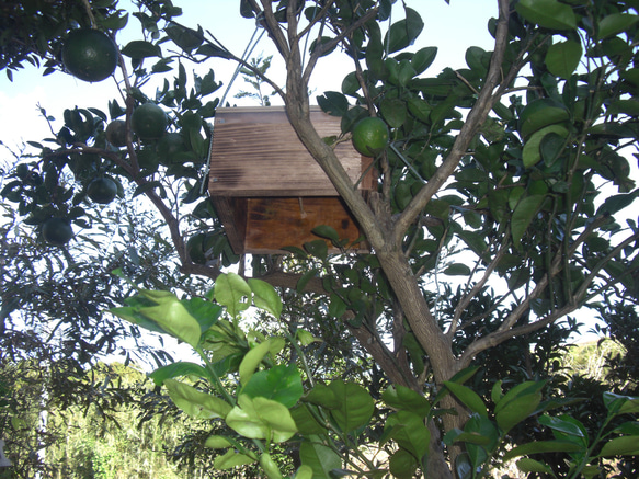 日本ミツバチ巣箱 捕獲飼育箱　重箱式2段巣箱　日本蜜蜂 日本みつばち巣箱　 7枚目の画像