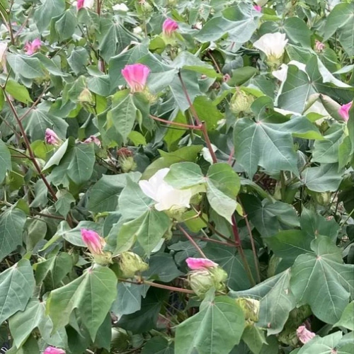 ☆送料無料☆ワタガラ☆13個☆コットンフラワー☆ドライフラワー☆花材