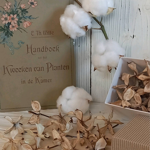 ☆送料無料☆ワタガラ☆13個☆コットンフラワー☆ドライフラワー☆花材