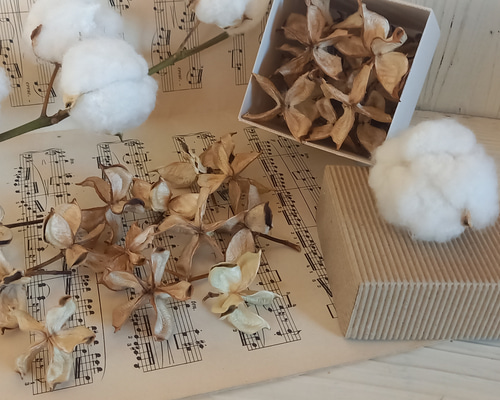 ☆送料無料☆ワタガラ☆13個☆コットンフラワー☆ドライフラワー☆花材