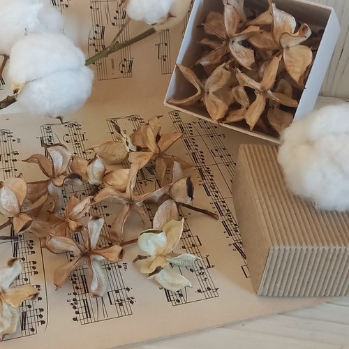 ☆送料無料☆ワタガラ☆13個☆コットンフラワー☆ドライフラワー☆花材