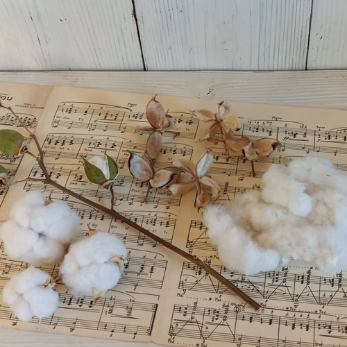 ☆送料無料☆ワタガラ☆13個☆コットンフラワー☆ドライフラワー☆花材