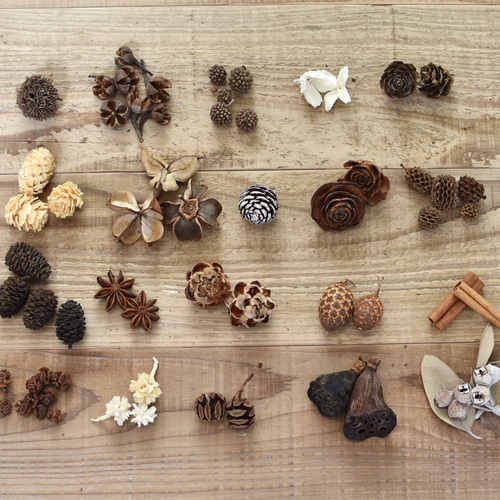 木の実の詰め合わせ20種類 ドライフラワー Prendre Un Verre 通販
