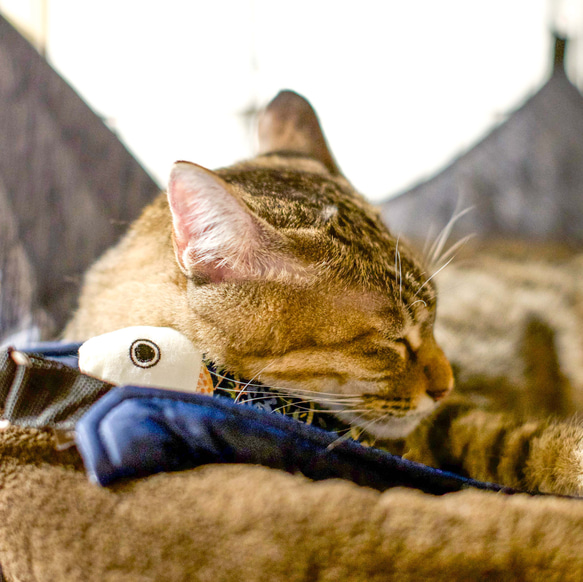 クラウンキャット アンティーク めちゃくちゃかわいく美しい猫