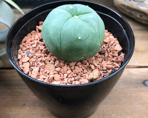 ロホホラ♡七色の夢が見れる♡トゲのないサボテン♡多肉植物 アート