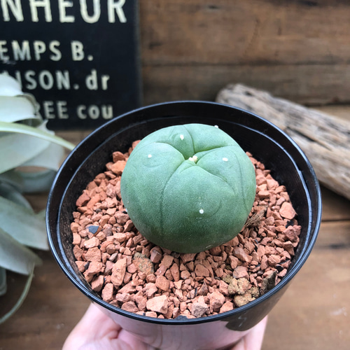 サボテンカラーポット12個セット ALL GOOD YUNOMI SABOTEN SET | ALL