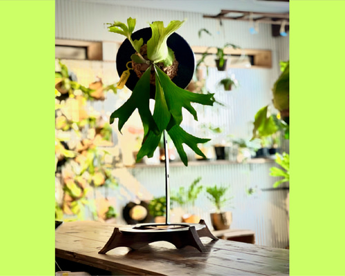 yk　2コセット　ビカクシダ 鑑賞用スタンド yk 2コセット ビカクシダ 鑑賞用スタンド 楽天市場】PLANT STAND