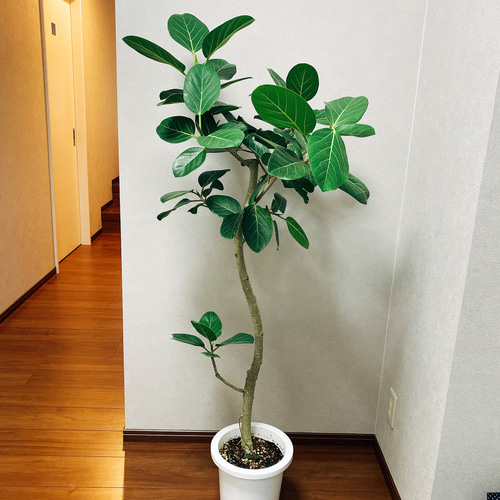 在庫］フィカス ベンガレンシス プラスチック鉢 観葉植物 大型