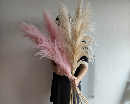 【まとめ売り】ドライフラワーパンパスグラスウェディングインテリア飾り大容量韓国 251ca03fa3d18f6bfb94f5d4645675