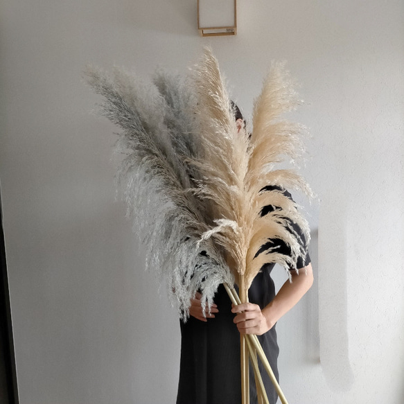 短めオレガノドライフラワーパンパスグラス小分け穂花材