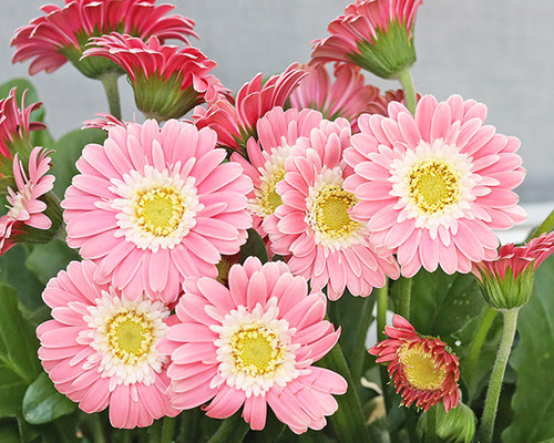 2502257a1cd078f9e425e4476ba8ee