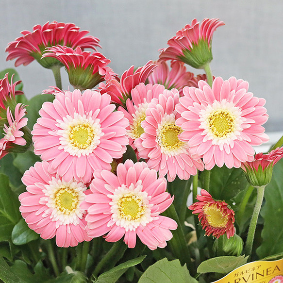 ガーベラガルビネア八重咲ピンク　　宿根草　② ガーベラガルビネア八重咲ピンク 宿根草 ② PW公式オンライン