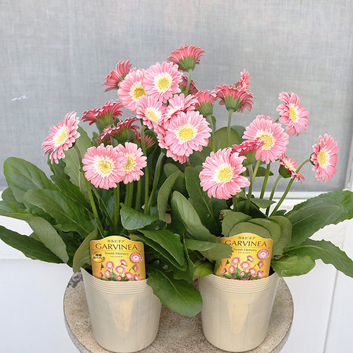 花苗 ガーベラ ガルビネア シリーズ ピンク ホワイト イエロー 3.5号