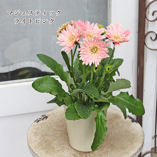 ガーベラガルビネア八重咲ピンク　　宿根草　② ガーベラガルビネア八重咲ピンク 宿根草 ② PW公式オンライン