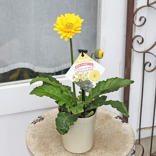 花苗 ガーベラ ガルビネア シリーズ ピンク ホワイト イエロー 3.5号