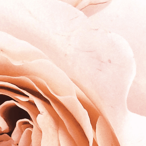 【薔薇 アートポスター】赤 バラ ロズ おしゃれ インテリアポスター モダン カフェ風 壁掛け ボタニカル 飾り 4枚目の画像