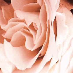 【薔薇 アートポスター】赤 バラ ロズ おしゃれ インテリアポスター モダン カフェ風 壁掛け ボタニカル 飾り 3枚目の画像