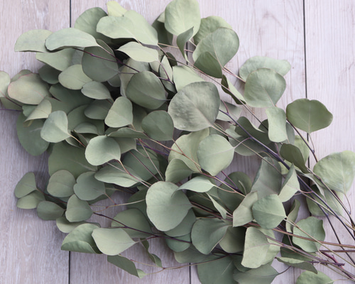 ユーカリポポラス大12本 30～45cm前後ドライ その他素材 lemon-time