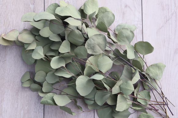 ✾ ユーカリ ポポラス ✾ フレッシュ ✾ ドライ ✾ フレッシュ/ユーカリ/ポポラス/ドライフラワー用/ハンドメイド/無農薬