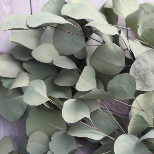 ✾ ユーカリ ポポラス ✾ フレッシュ ✾ ドライ ✾ ✾ ユーカリ