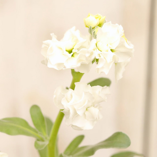 アンティーク ビンテージ パンケーキ お花 向日葵 型 金型 デッドストック アンティーク ビンテージ パンケーキ お花 向日葵 型 金型