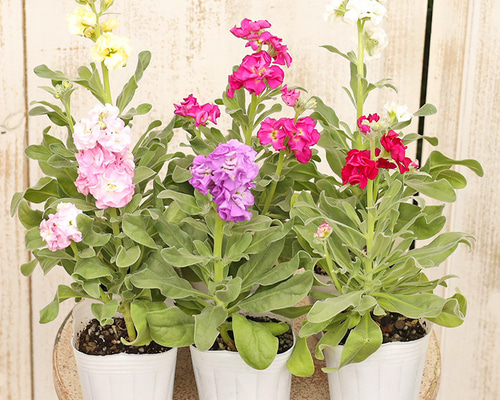 花苗 八重咲き ストック ビンテージ 3号ポット 春の花 庭 寄せ植え