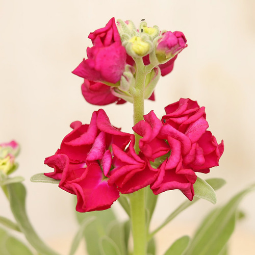 花苗 八重咲き ストック ビンテージ 3号ポット 春の花 庭 寄せ植え
