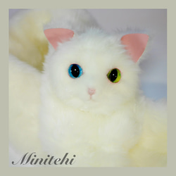 ぬいぐるみみたいな 猫マフラー　ストール　リアル　白猫　白ねこ　白ネコ　オッドアイ 猫雑貨猫グッズ 防寒 4枚目の画像