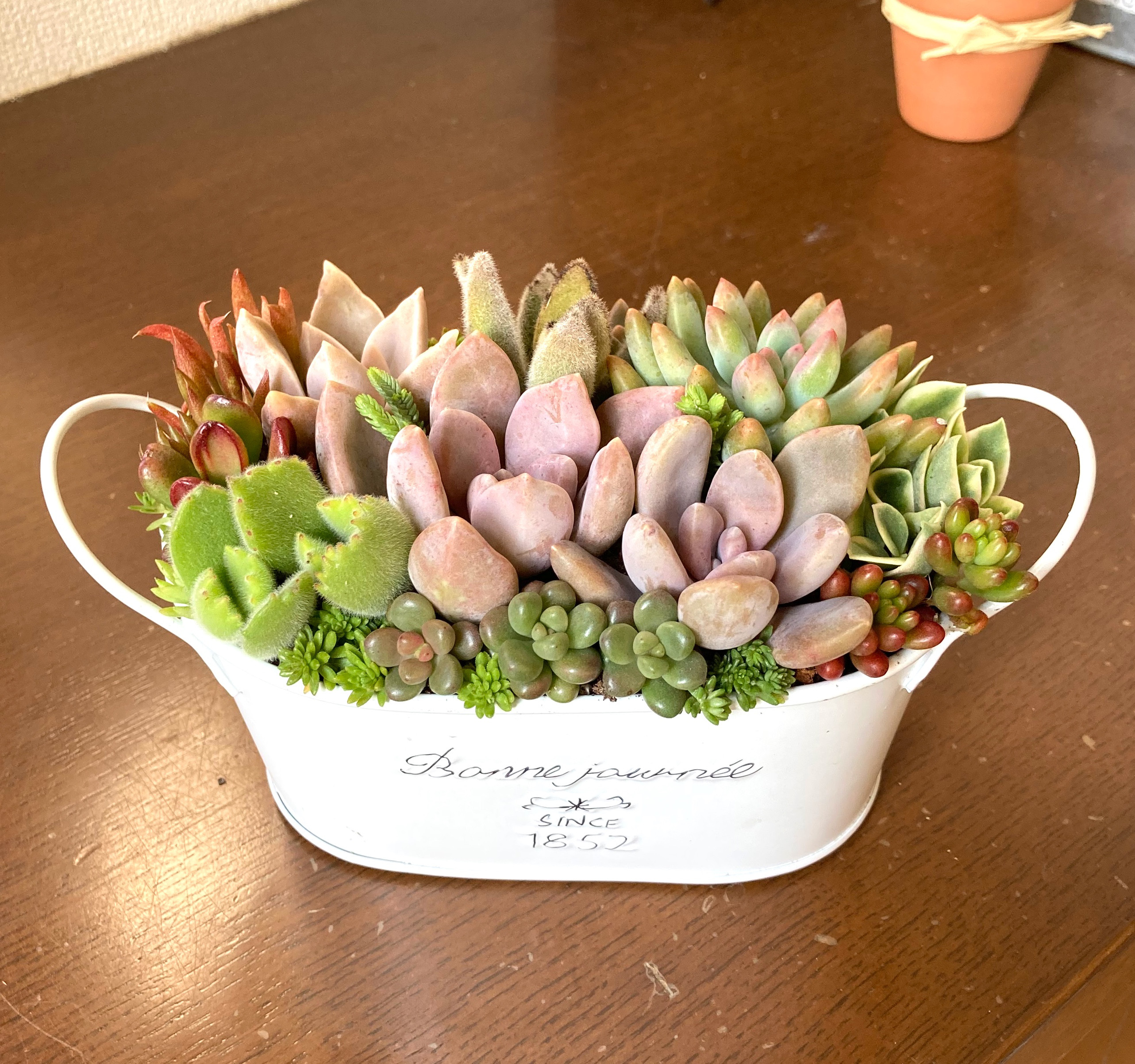 多肉植物寄せ植えそのまま飾れる 白ポット取って付き おしゃれ