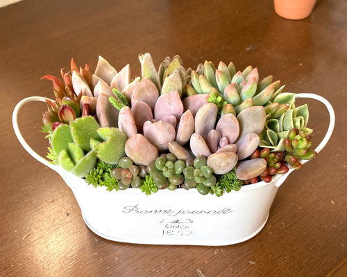 多肉植物寄せ植えそのまま飾れる 白ポット取って付き おしゃれ