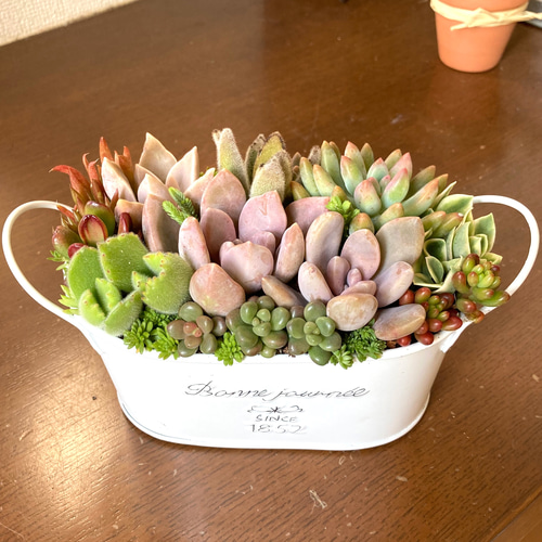 多肉植物寄せ植えそのまま飾れる 白ポット取って付き おしゃれ