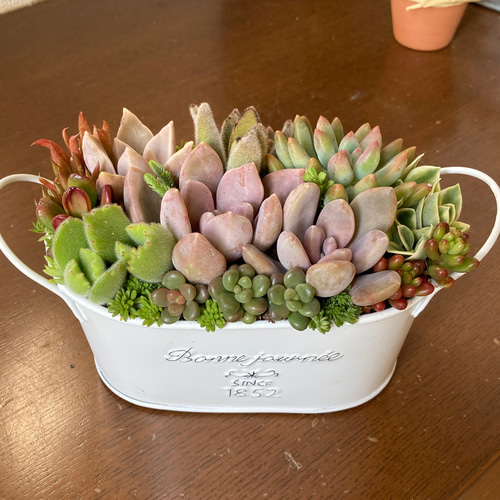 多肉植物 ♡そのまま飾れる寄せ植え♡4点セット♬*° 多肉植物 寄せ植え ❀そのまま飾れる寄植え❀ - メルカリ