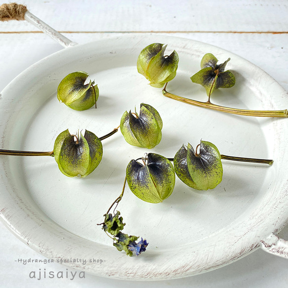 ドライフラワー　黒ホオズキ　500個 希少・数量限定】 黒ほおずき 【 ロスフラワー 】 ＜ 六合（くに