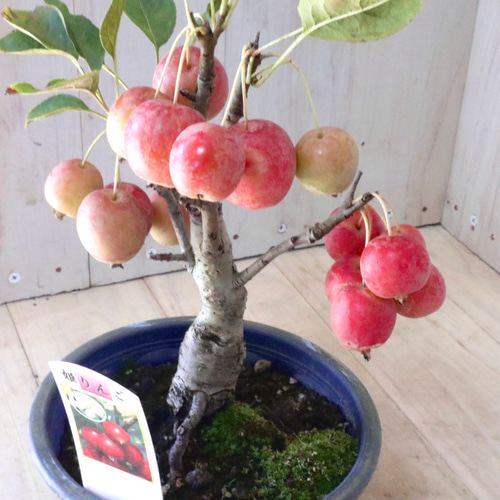 鈴なり♡姫りんご♡クラブアップル♡観賞用♡盆栽♡ アート