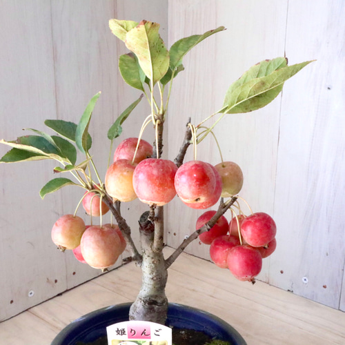 鈴なり♡姫りんご♡クラブアップル♡観賞用♡盆栽♡ アートフラワー