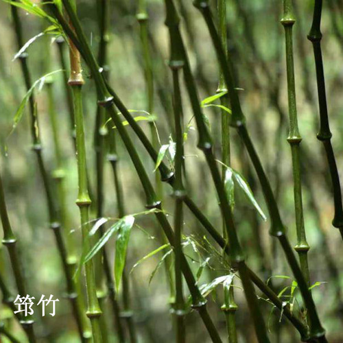 手編み竹器】紫竹大漆の持ち籠 筇竹大漆手提げかご その他インテリア