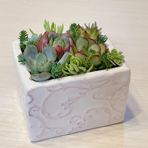 正規品 多肉植物 寄せ植え そのまま飾れる 韓国苗 ムーンストーン入って エケベリア・セダム