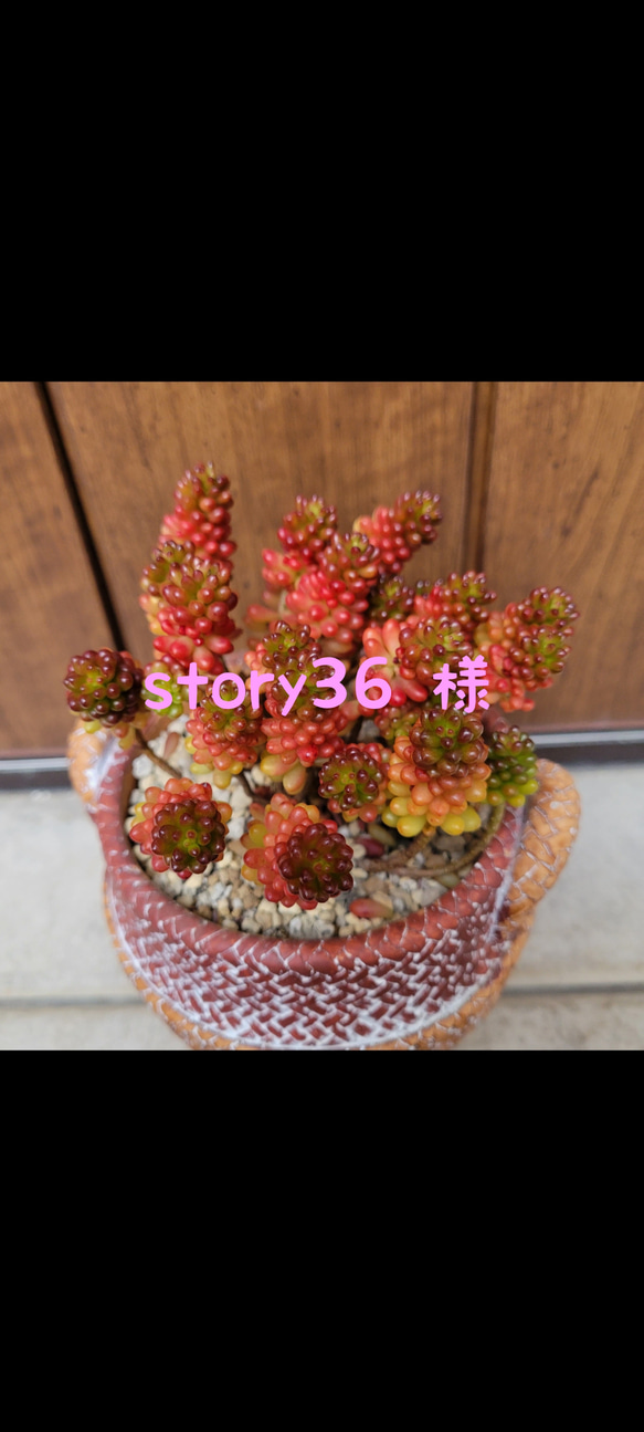 story36様専用❤多肉植物❤2点 1枚目の画像