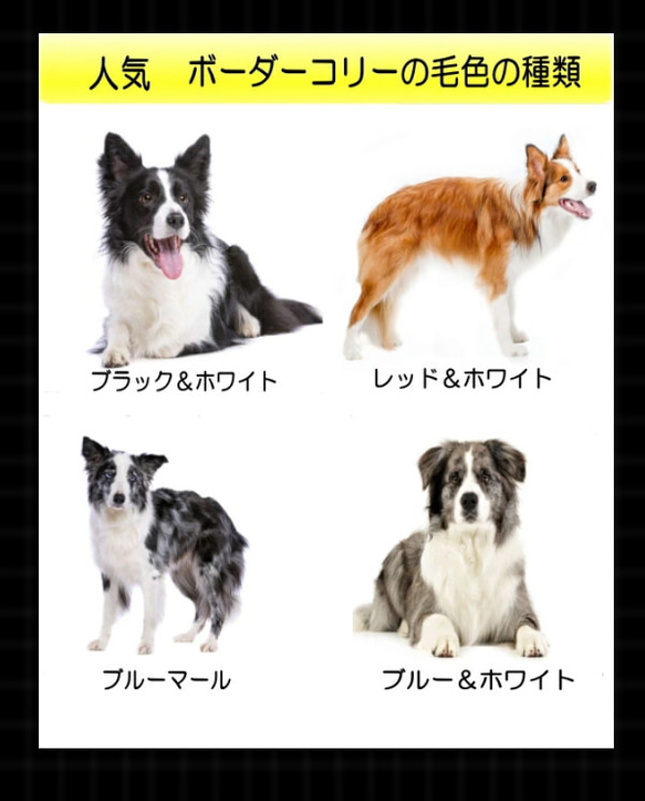 ギフトにボーダーコリーぬいぐるみ・犬愛犬ペットのグッズ【再販/受注製作】セミオーダー 9枚目の画像