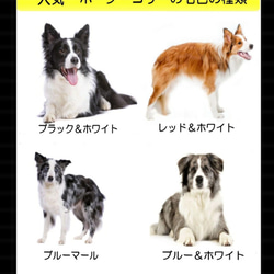 犬の日 2023 ボーダーコリーぬいぐるみ・犬愛犬ペットのグッズ【再販/受注製作】 10枚目の画像