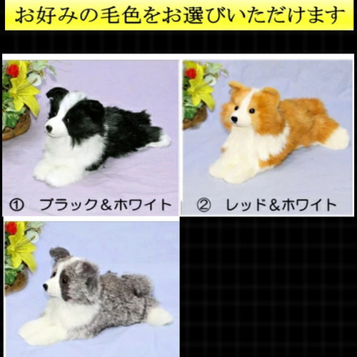 犬の日 2023 ボーダーコリーぬいぐるみ・犬愛犬ペットのグッズ