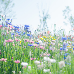 ２０×１５ハーフリネンの歯ブラシ・コップ袋　おしゃれ　可愛い♡　花　ライトピンク 6枚目の画像