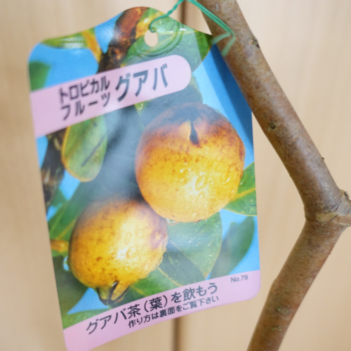 実付き♡ストロベリーグァバ イエロー 大株 グァバ茶 健康茶