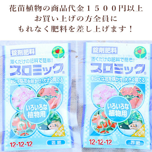  第10張的照片