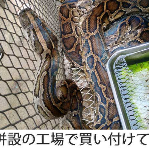 パイソン ダイヤモンドパイソン ニシキヘビ 蛇革 白 ホワイト 一 パイソン ダイヤモンドパイソン ニシキヘビ 蛇革 白 ホワイト 一
