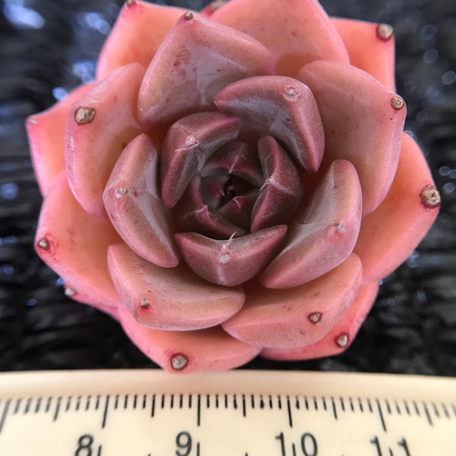エケベリア 5種 特大 すごく大きい子セット 抜き苗 多肉植物 新入荷 多肉植物 エケベリア 落桜 5-6cm 抜き苗 1株 多肉植物 愛多肉