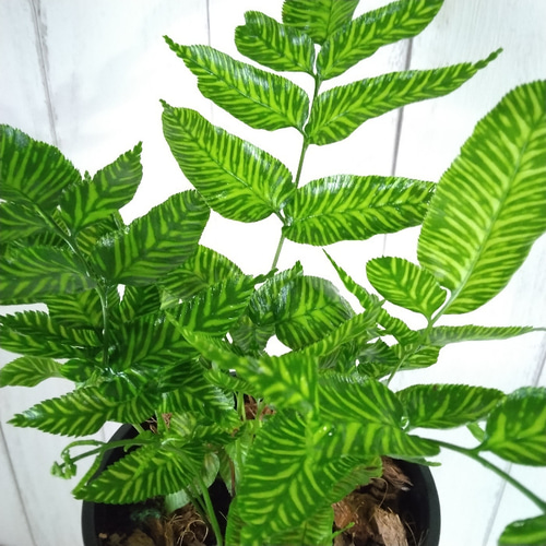 超希少レア シダ【コニオグランメ・エメイエンシス】 観葉植物 高級