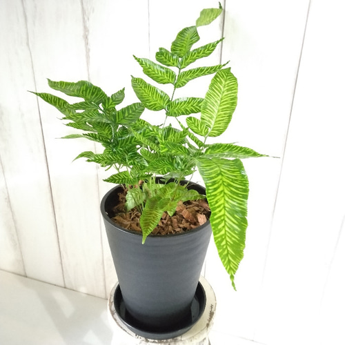 超希少レア シダ【コニオグランメ・エメイエンシス】 観葉植物