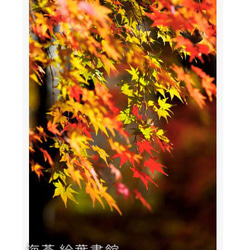 [Posca 5 件套] 秋葉（垂直） 第2張的照片